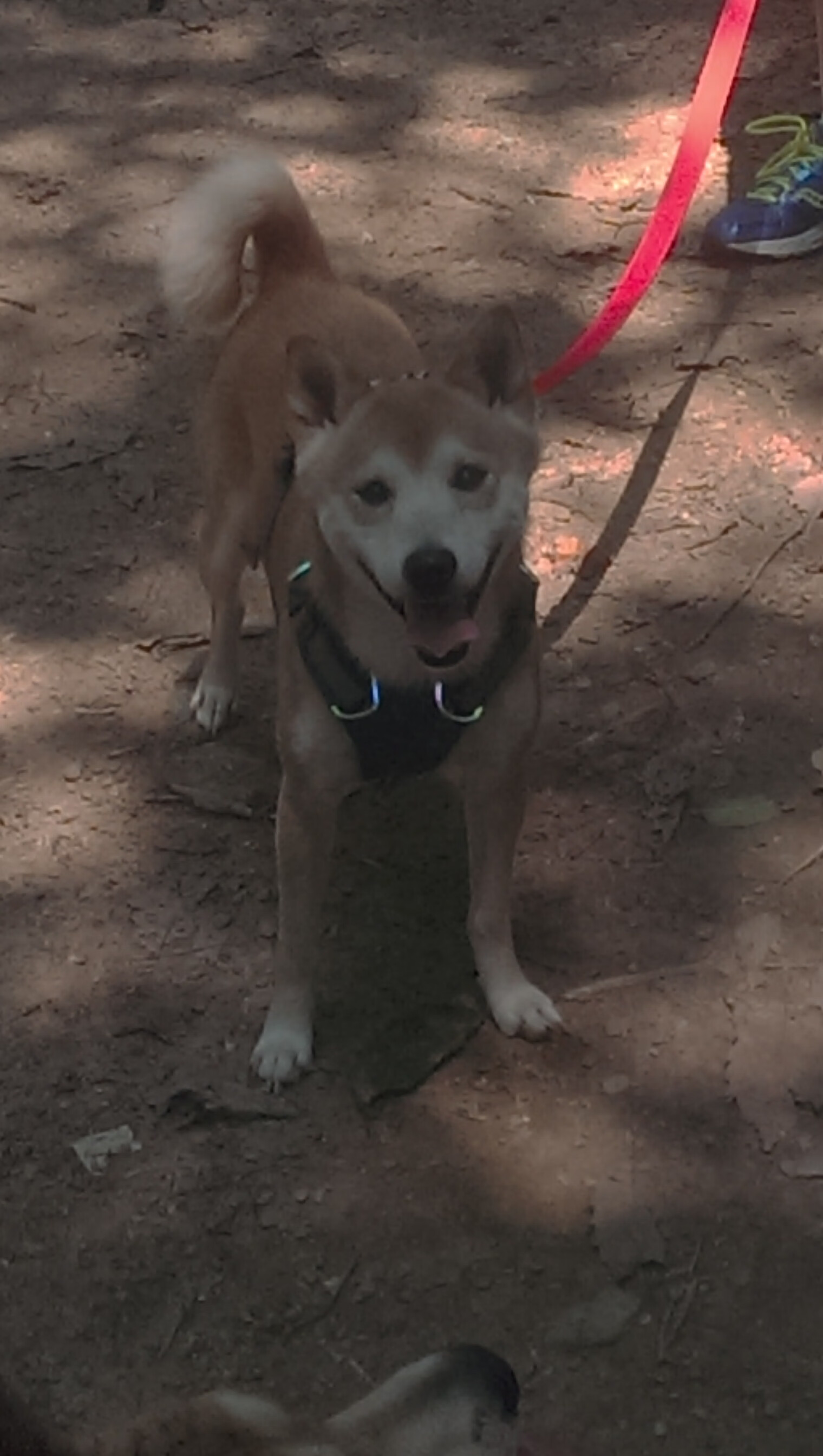 《Valorant冠军联赛,众神之战引爆电竞热潮》,valorant esport